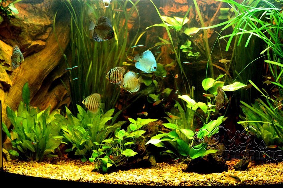 Corner aquarium with fish tank background