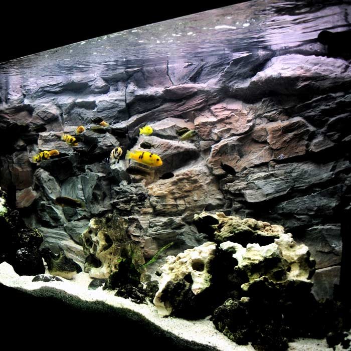 Aquarium Background 3D Beige rock with Cichlids and natural rocks